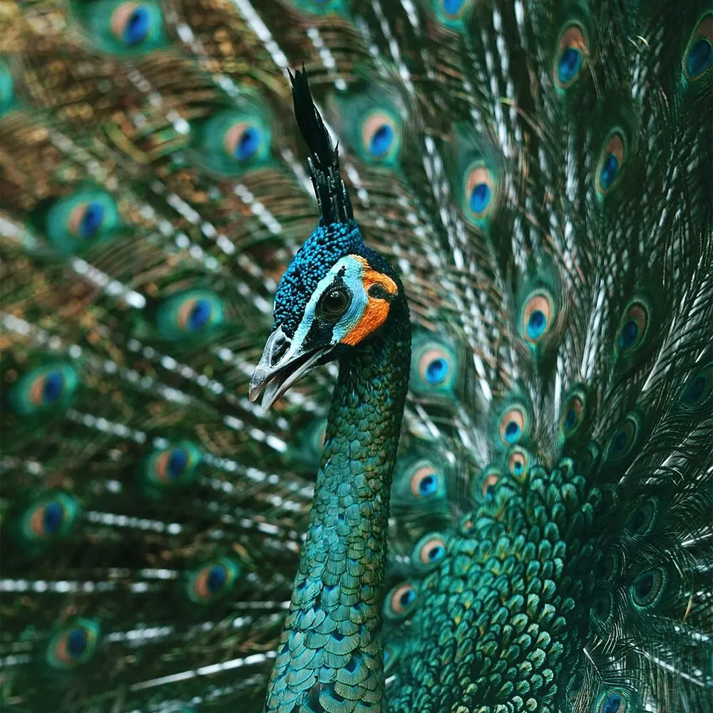El mito de Argos: los ojos del pavo real