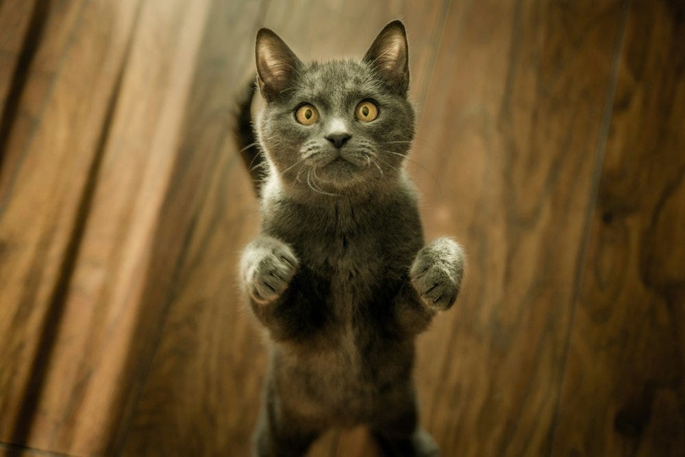 Cómo cortar las uñas a tu gato guía paso a paso